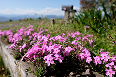 群馬の芝桜