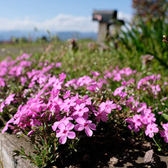 芝桜のフォト作品