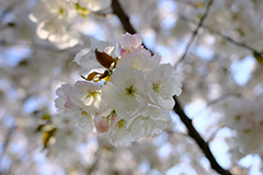 八重桜