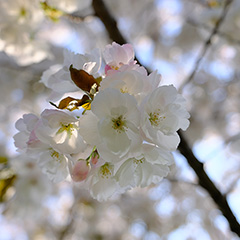 八重桜のフォト作品