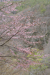 群馬の山桜