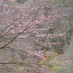 山桜のフォト作品