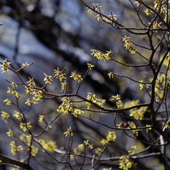 マンサクのフォト作品