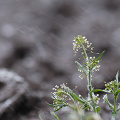 降雪のフォト作品