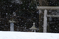 春の降雪