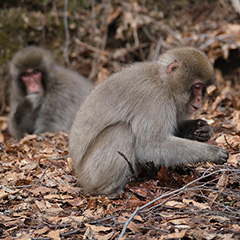 ニホンザルのフォト作品