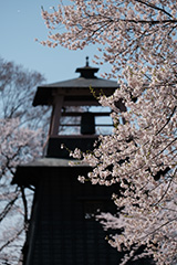 桜のオリジナルプリント