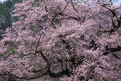 桜のオリジナルプリント