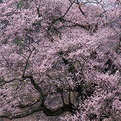 桜のフォト作品