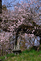 桜のオリジナルプリント