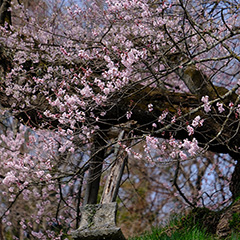 桜のフォト作品