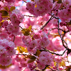 八重桜のフォト作品