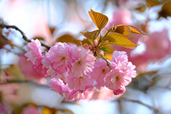 八重桜のオリジナルプリント