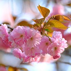 八重桜のフォト作品