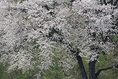 山桜のオリジナルプリント