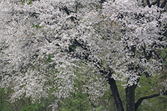 山桜