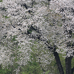山桜のフォト作品