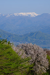 新緑の苗場山