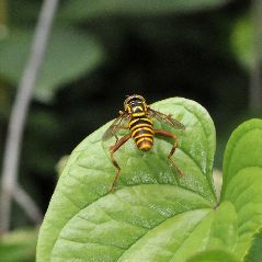 スズキナガハナアブ