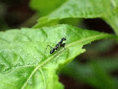 アリカマキリ