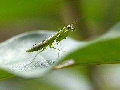 アリカマキリ