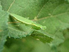 アリカマキリ