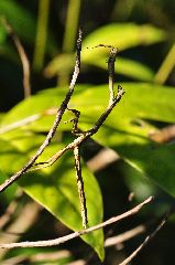 アフリカエダカマキリ