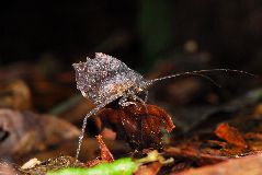 カレハツユムシの仲間