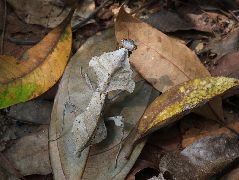 ヒシムネカレハカマキリ