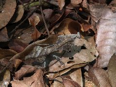 ヒシムネカレハカマキリ