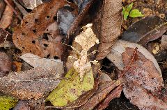 ヒシムネカレハカマキリ