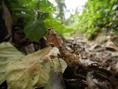 ヒシムネカレハカマキリ