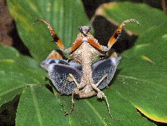 ヒシムネカレハカマキリ