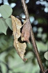 ヒシムネカレハカマキリ