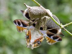 ヒシムネカレハカマキリ