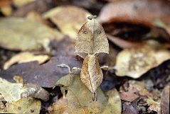 マルムネカレハカマキリ