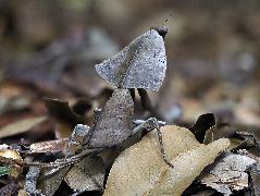 マルムネカレハカマキリ