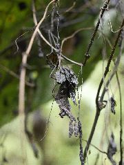 ヒシムネカレハカマキリ