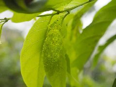 アフリカヒラタツユムシの仲間