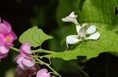 ハナカマキリ