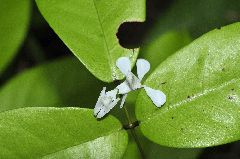 ハナカマキリ