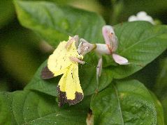 ハナカマキリ