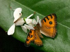 ハナカマキリ