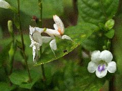 ハナカマキリ