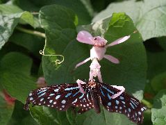 ハナカマキリ