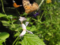 狩りをするハナカマキリ