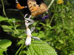 狩りをするハナカマキリ