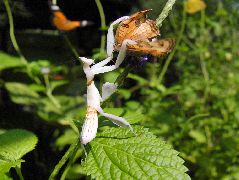 狩りをするハナカマキリ