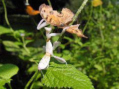 狩りをするハナカマキリ