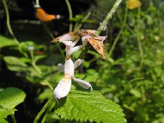 狩りをするハナカマキリ